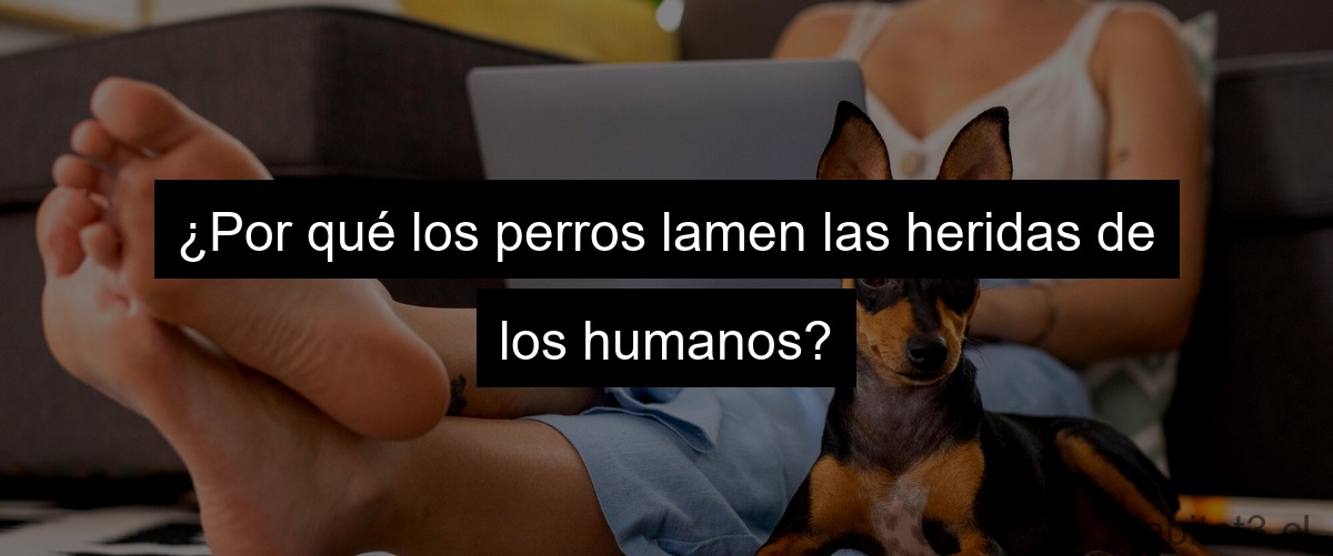 ¿Por qué los perros lamen las heridas de los humanos?