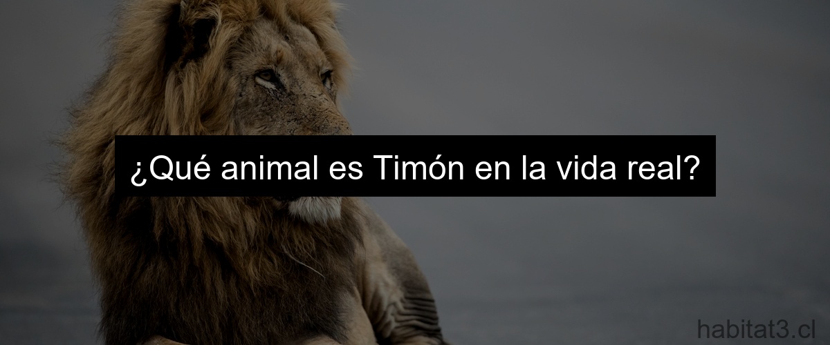 ¿Qué animal es Timón en la vida real?