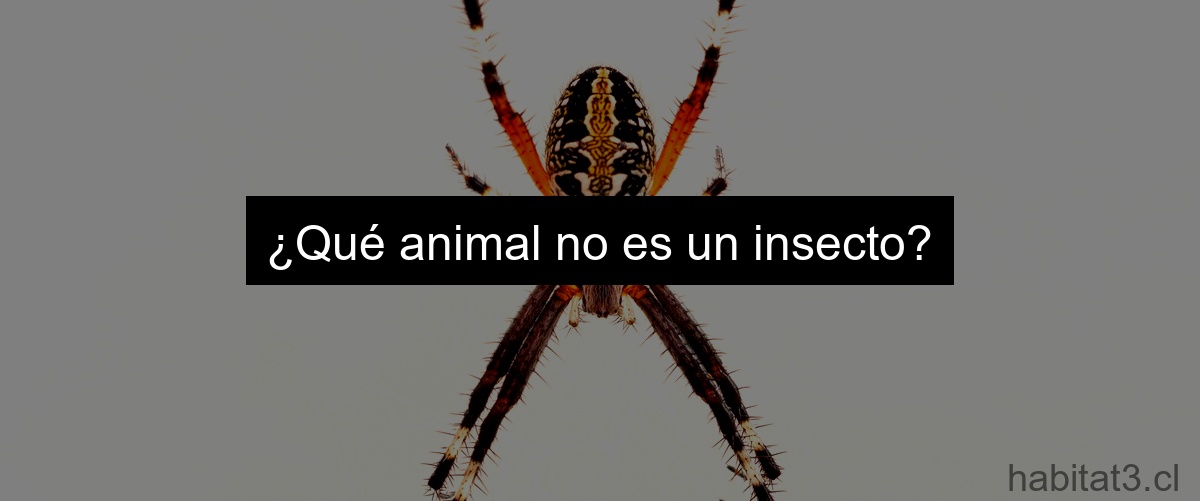¿Qué animal no es un insecto?