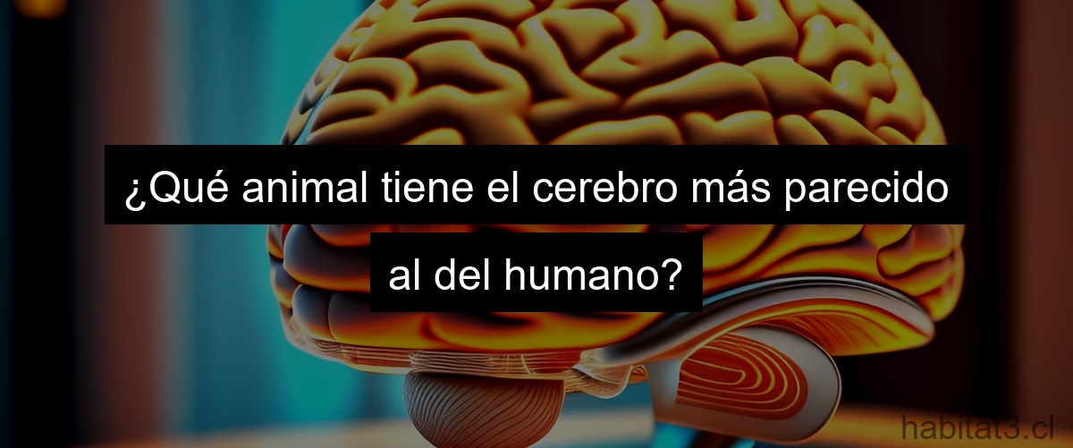 ¿Qué animal tiene el cerebro más parecido al del humano?