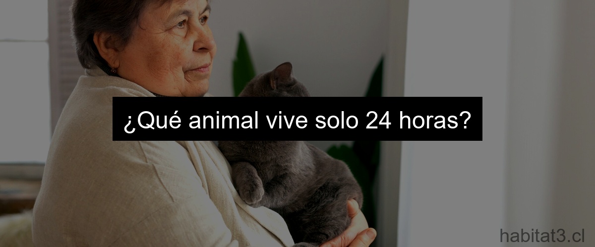 ¿Qué animal vive solo 24 horas?