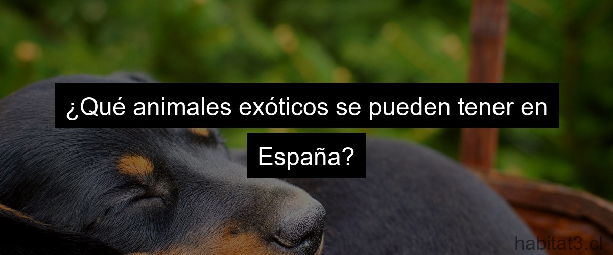 ¿Qué animales exóticos se pueden tener en España?