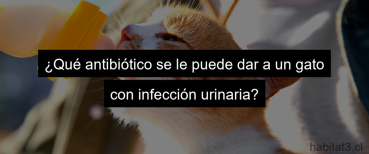 ¿Qué antibiótico se le puede dar a un gato con infección urinaria?