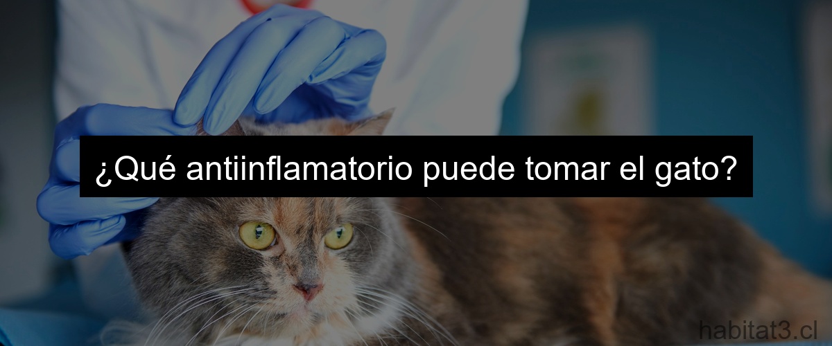 ¿Qué antiinflamatorio puede tomar el gato?