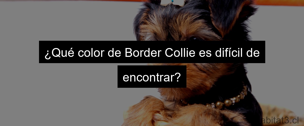 ¿Qué color de Border Collie es difícil de encontrar?