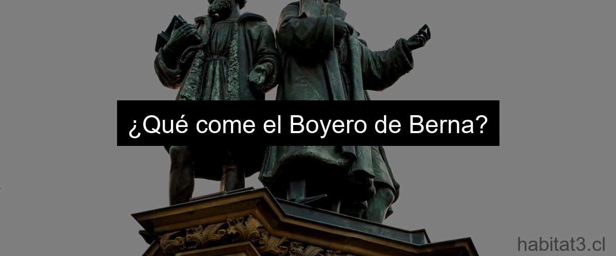 ¿Qué come el Boyero de Berna?