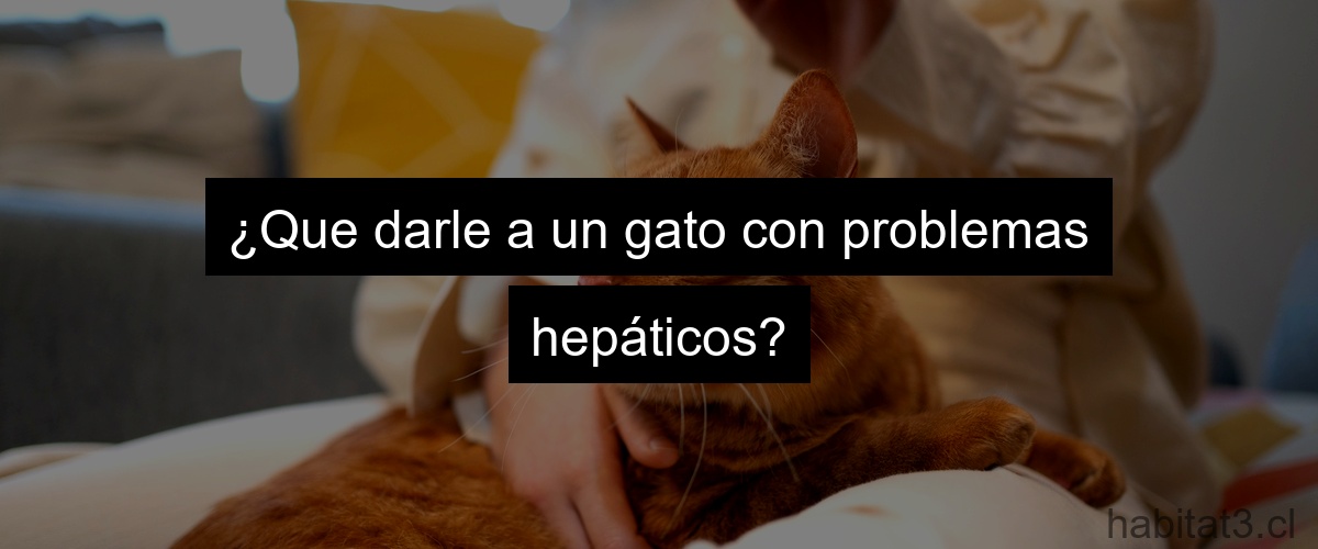 ¿Que darle a un gato con problemas hepáticos?
