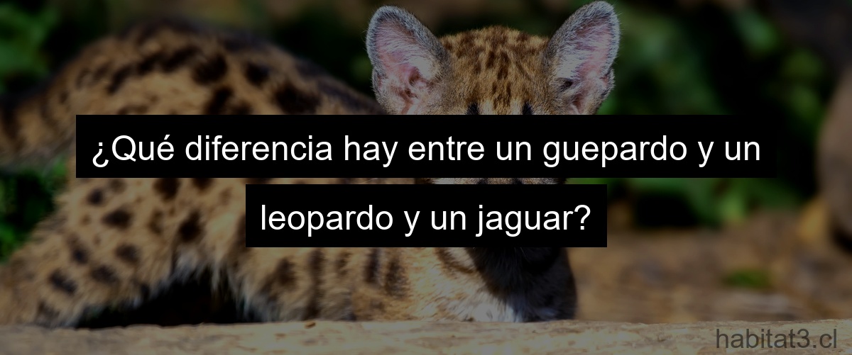 ¿Qué diferencia hay entre un guepardo y un leopardo y un jaguar?
