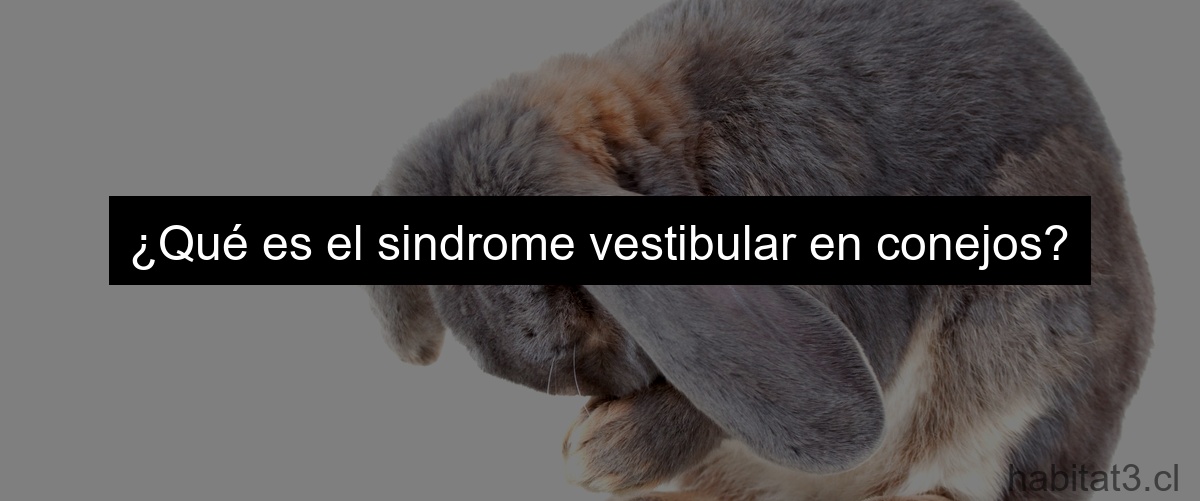 ¿Qué es el sindrome vestibular en conejos?