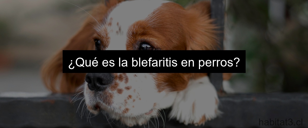 ¿Qué es la blefaritis en perros?