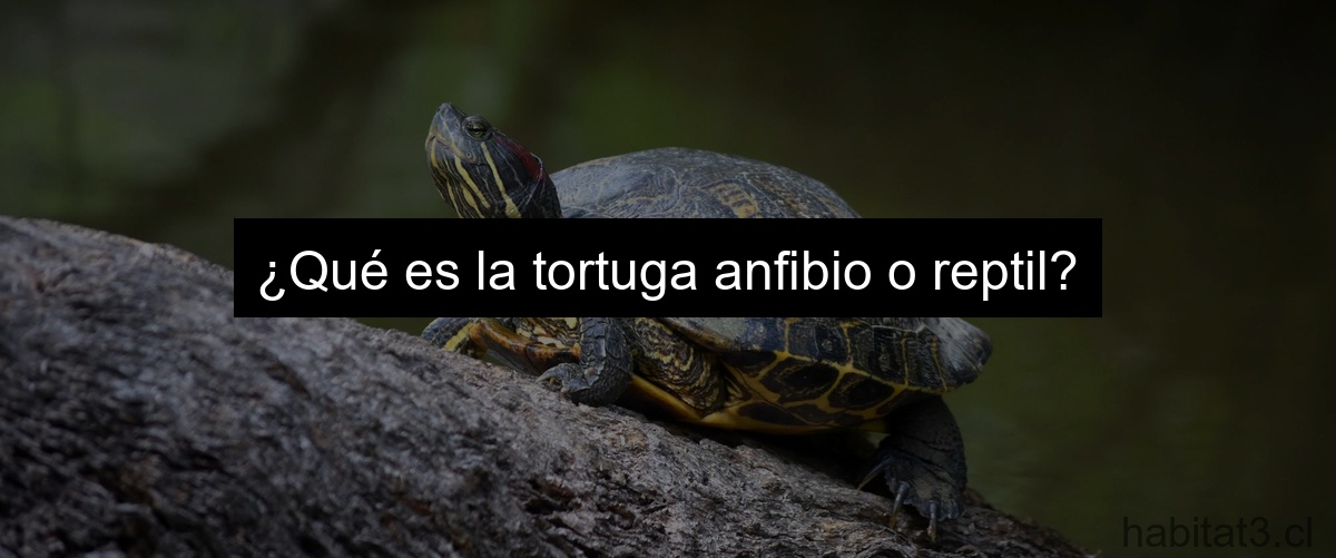 ¿Qué es la tortuga anfibio o reptil?