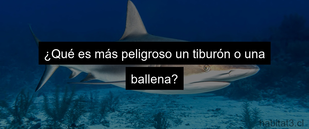 ¿Qué es más peligroso un tiburón o una ballena?
