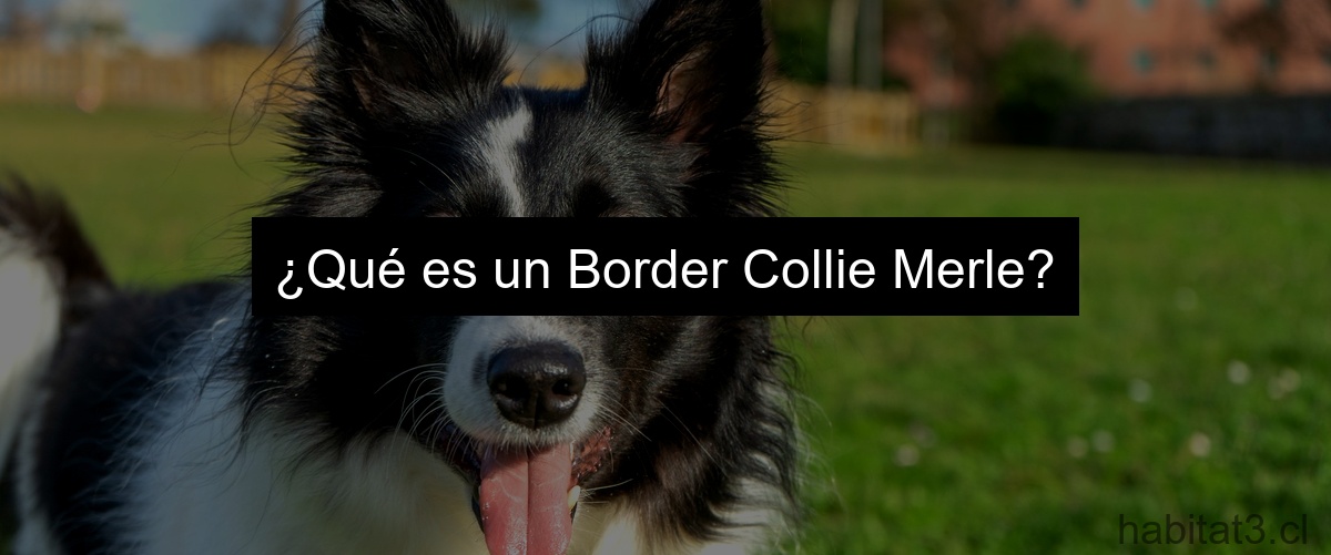 ¿Qué es un Border Collie Merle?