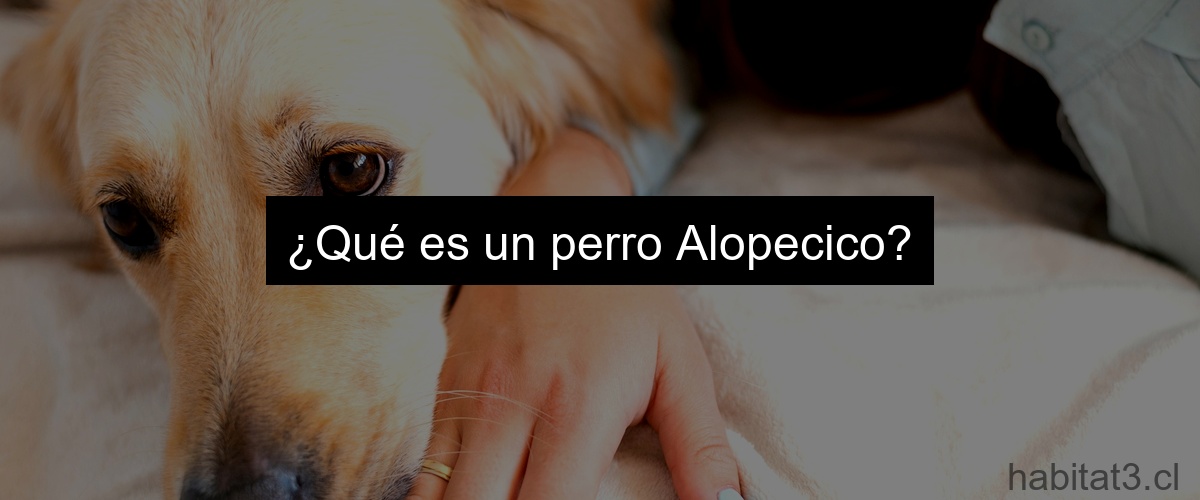 ¿Qué es un perro Alopecico?