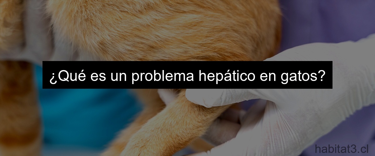 ¿Qué es un problema hepático en gatos?