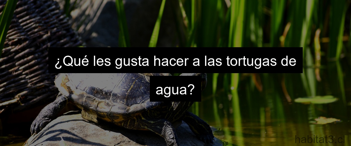 ¿Qué les gusta hacer a las tortugas de agua?