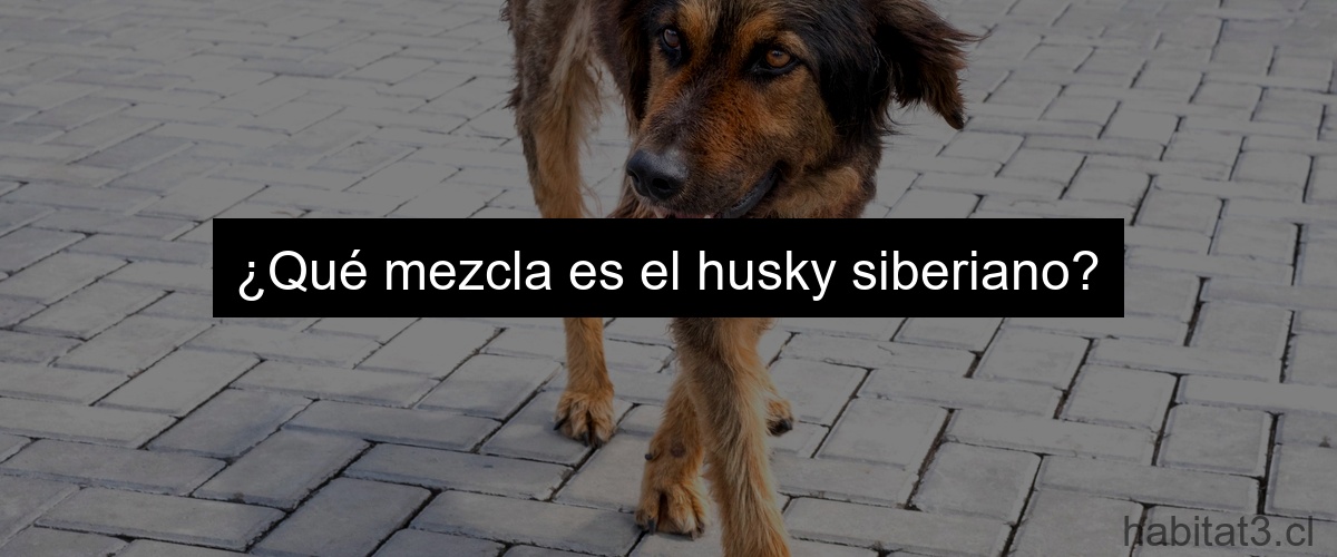 ¿Qué mezcla es el husky siberiano?
