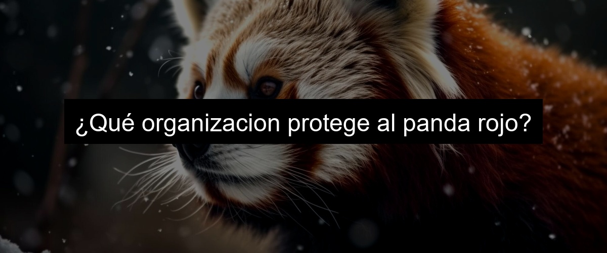 ¿Qué organizacion protege al panda rojo?