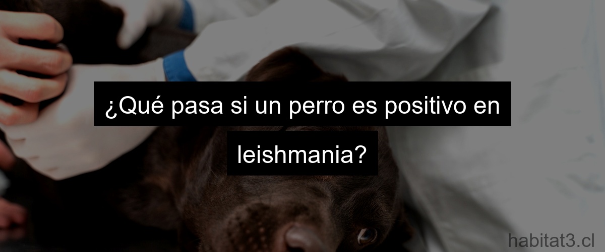¿Qué pasa si un perro es positivo en leishmania?
