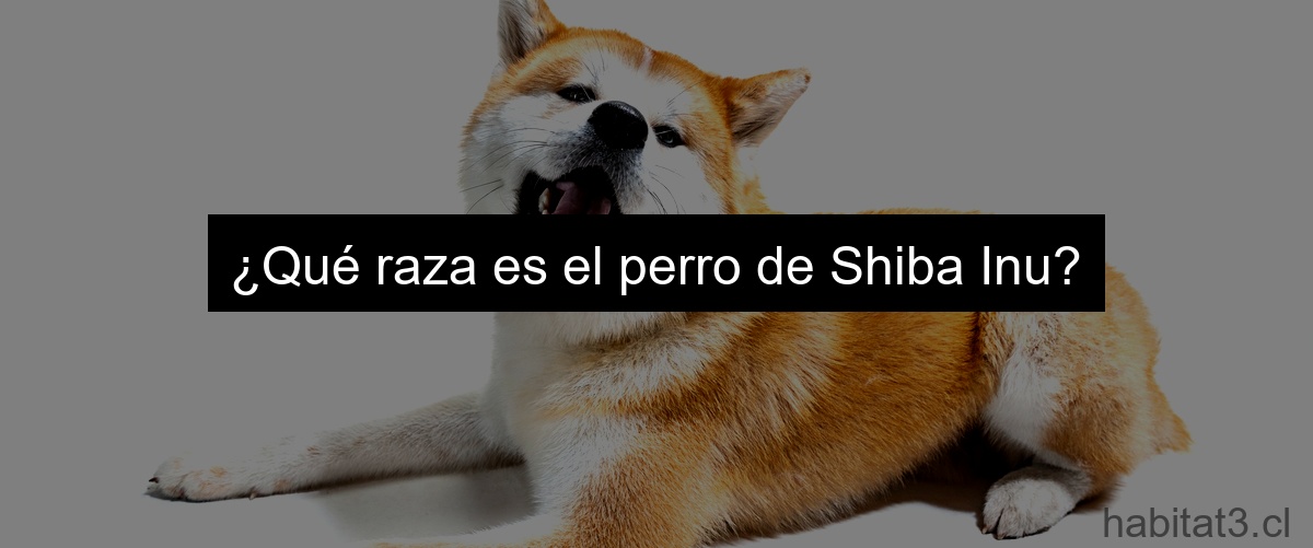 ¿Qué raza es el perro de Shiba Inu?