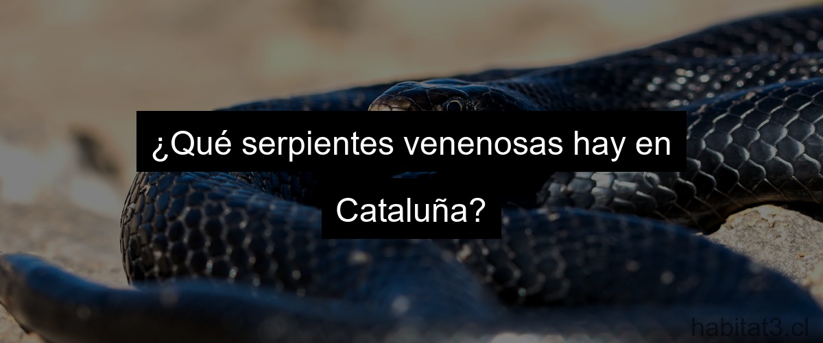 ¿Qué serpientes venenosas hay en Cataluña?