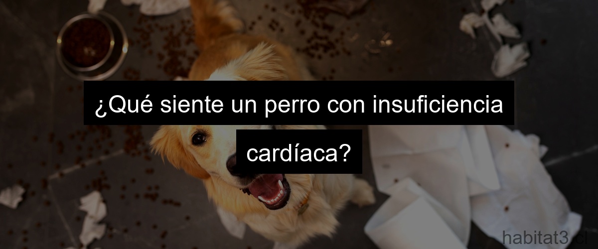 ¿Qué siente un perro con insuficiencia cardíaca?