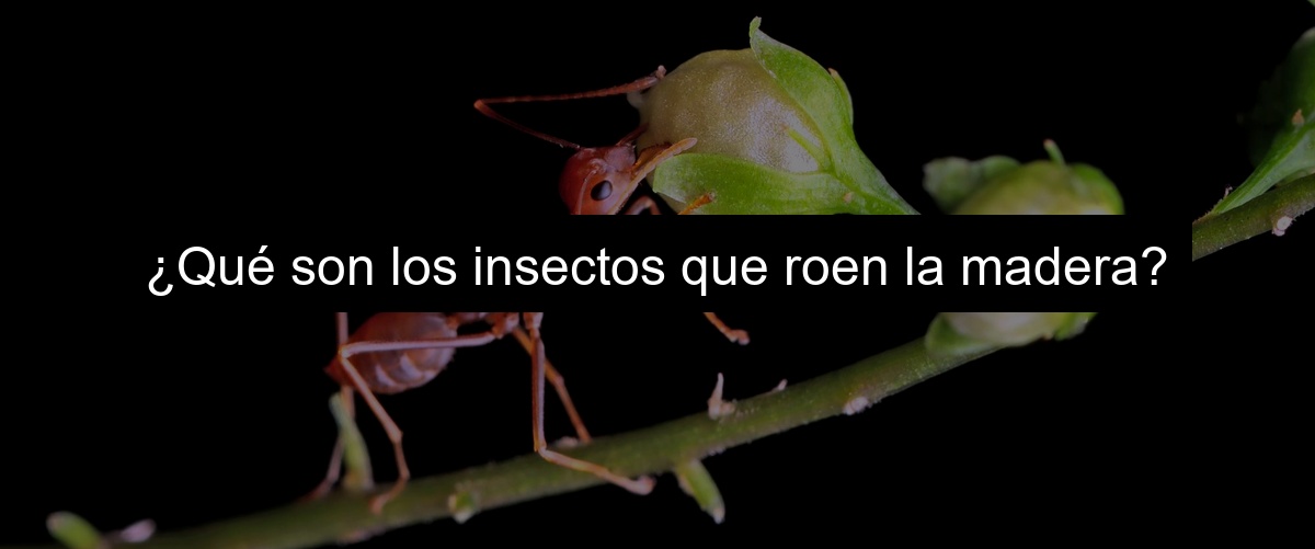 ¿Qué son los insectos que roen la madera?