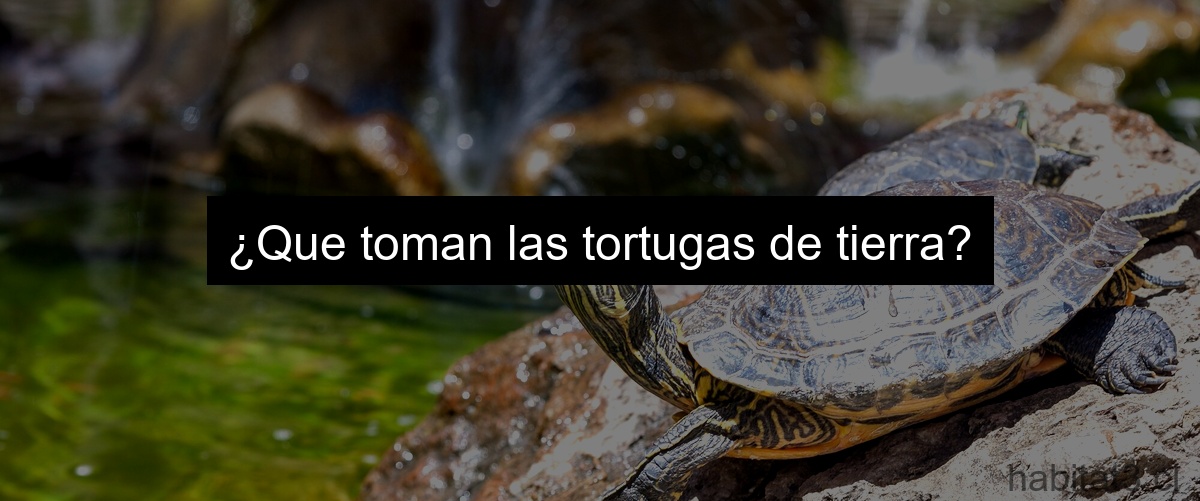 ¿Que toman las tortugas de tierra?