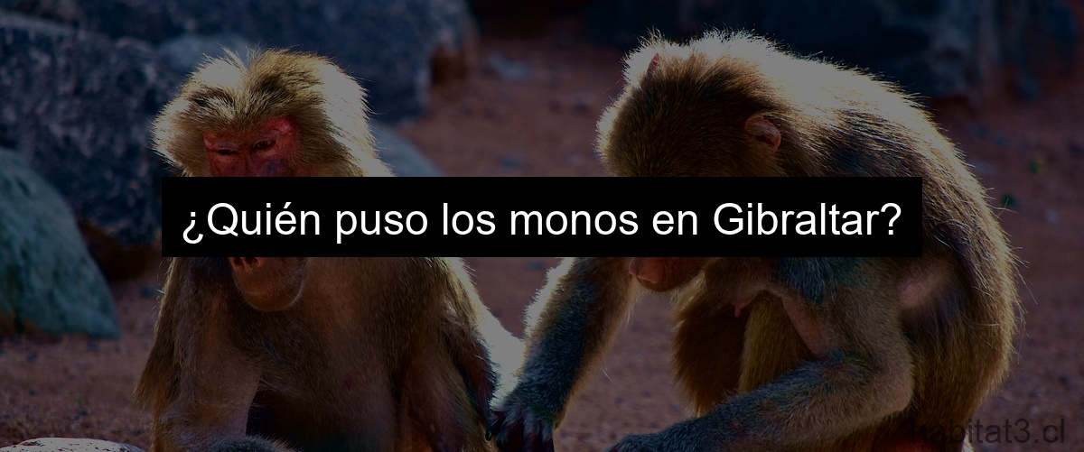 ¿Quién puso los monos en Gibraltar?