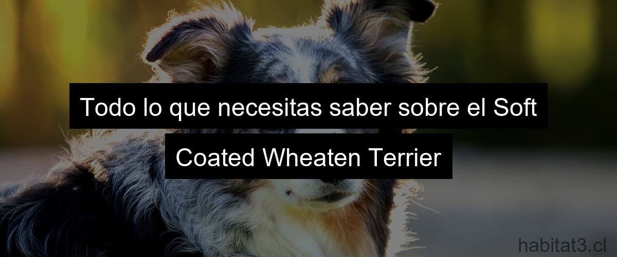 Todo lo que necesitas saber sobre el Soft Coated Wheaten Terrier