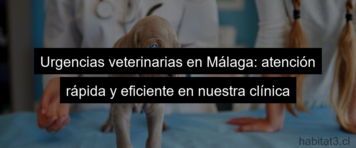 Urgencias veterinarias en Málaga: atención rápida y eficiente en nuestra clínica