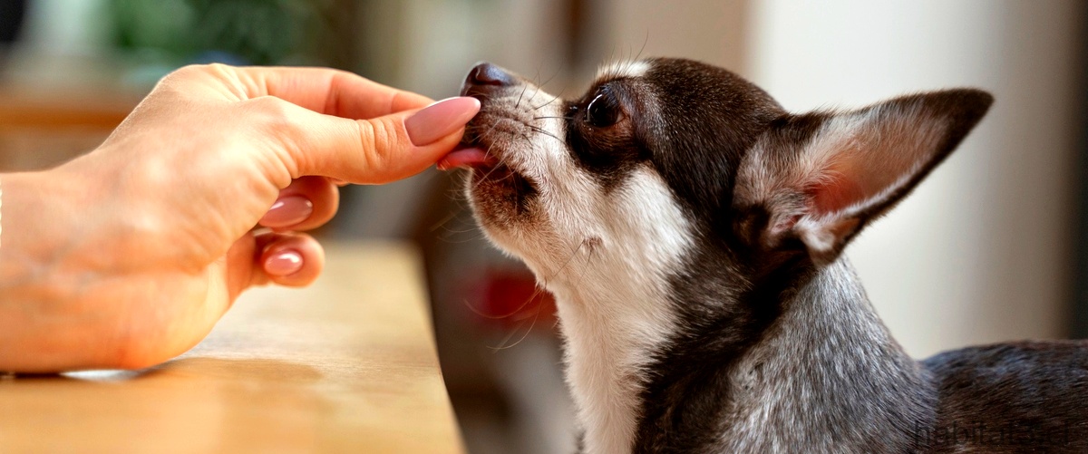 Beneficios del aceite de rosa mosqueta para la piel de los perros