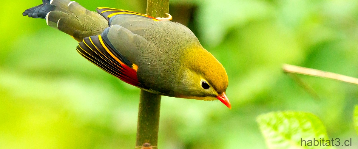 Canarios amarillos y verdes: una combinación vibrante en el mundo de las aves.