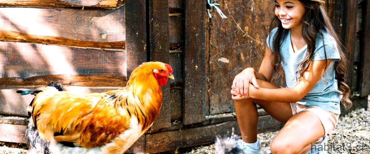 ¿Cómo cuidar a la gallina y sus pollitos?