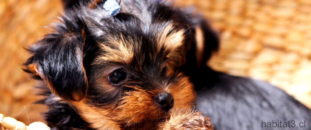 ¿Cómo cuidar a un yorkshire terrier toy?