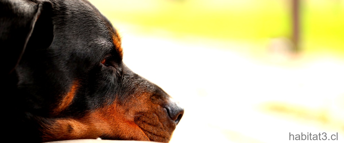 ¿Cómo desinflamar la garganta de un perro utilizando remedios caseros?