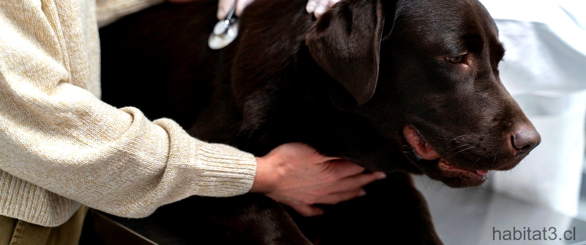 ¿Cómo desinflamar una hernia discal en perros?