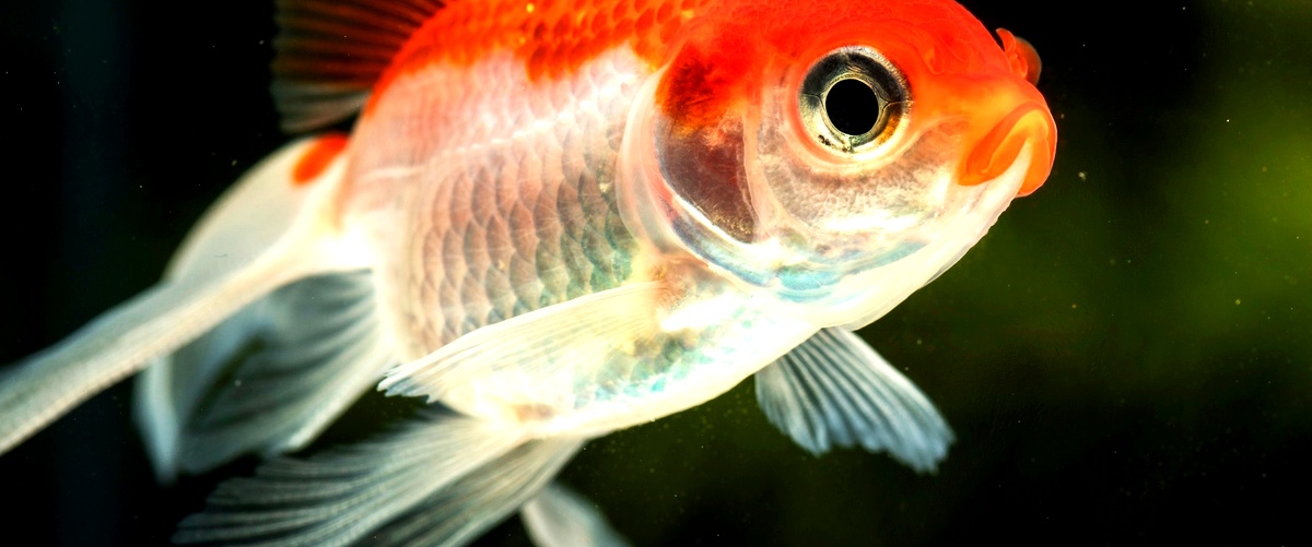 ¿Cómo diferenciar a un pez monja macho de una hembra?