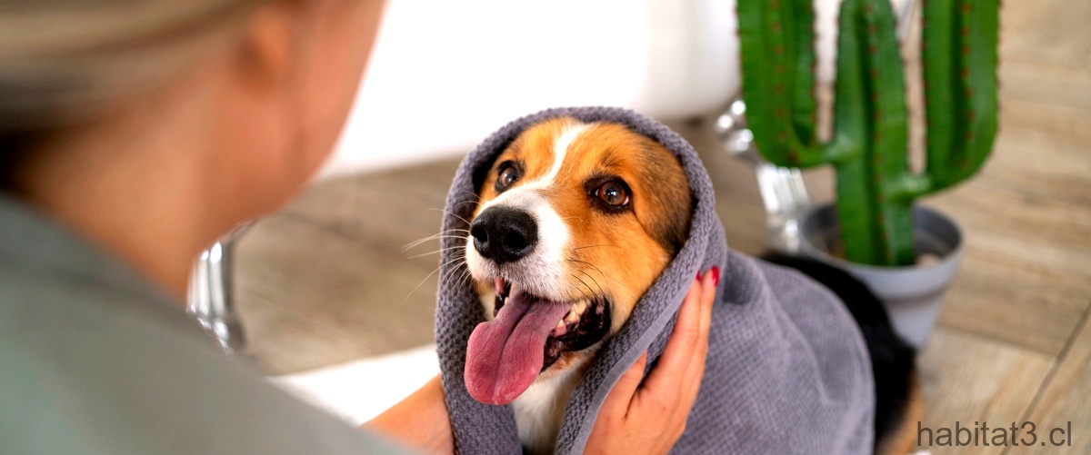 ¿Cómo eliminar los ácaros en perros con remedios caseros?