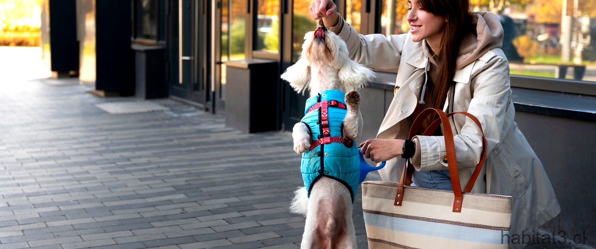 ¿Cómo enseñar a tu perro a caminar sin tirar de la correa?