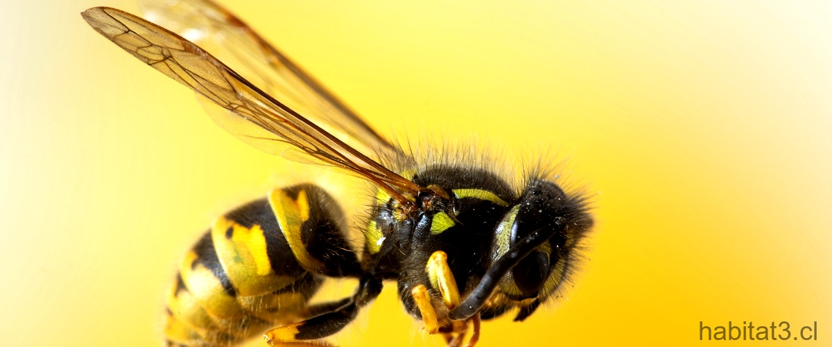 ¿Cómo es el cuerpo de la abeja para niños?