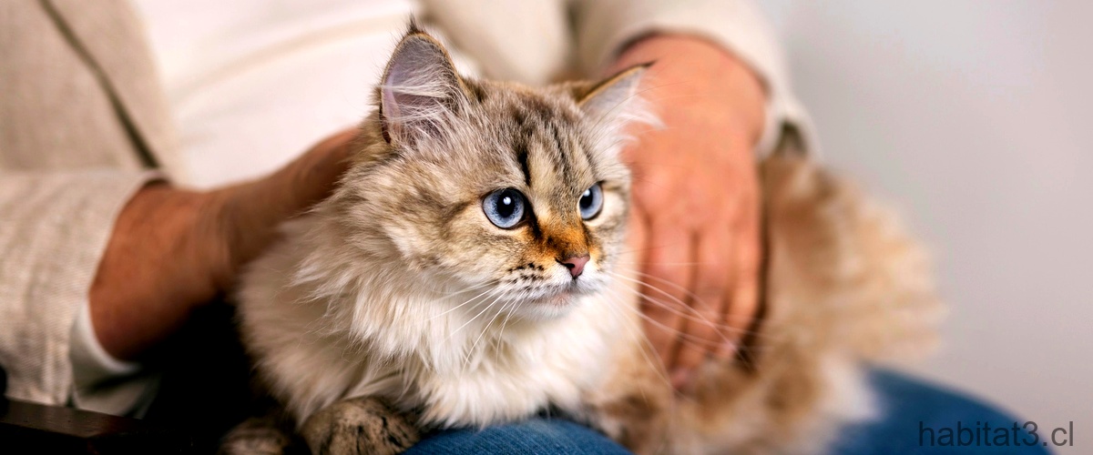 ¿Cómo es tener un gato persa en casa?
