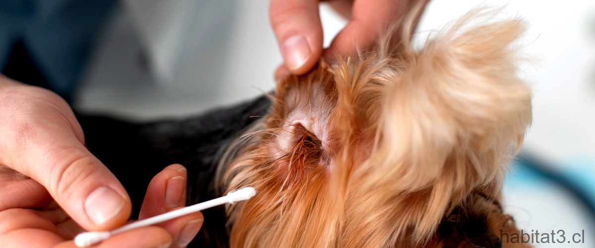 Cómo identificar una infestación de garrapatas en tu perro: guía visual con fotos