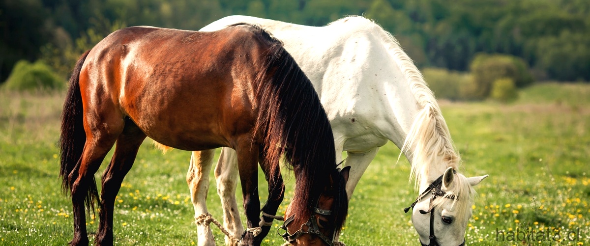 ¿Cómo manifiestan los caballos el dolor?