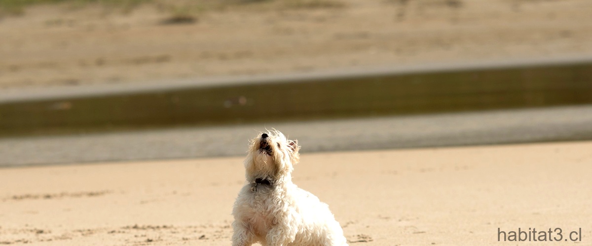 ¿Cómo preparar a tu perro para ir a la playa?