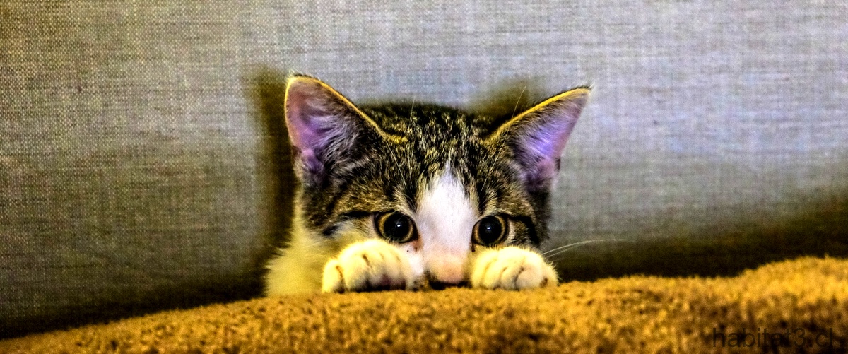 ¿Cómo puede ayudar un gato a una persona con ansiedad?