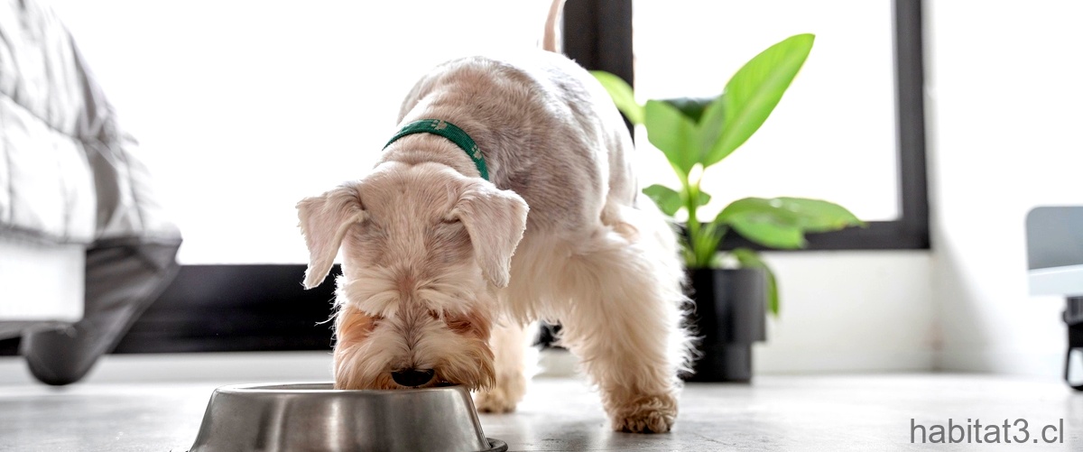 ¿Cómo puedo reducir los niveles de glucosa de forma natural en los perros?