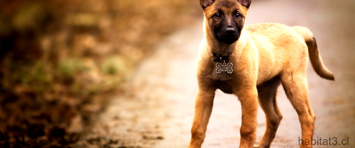 ¿Cómo puedo saber si un cachorro de American Staffordshire Terrier es de pura raza?
