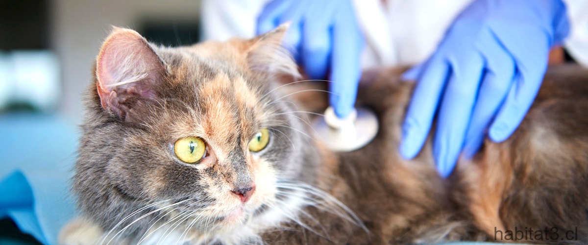¿Cómo reacciona un gato después de recibir una vacuna?
