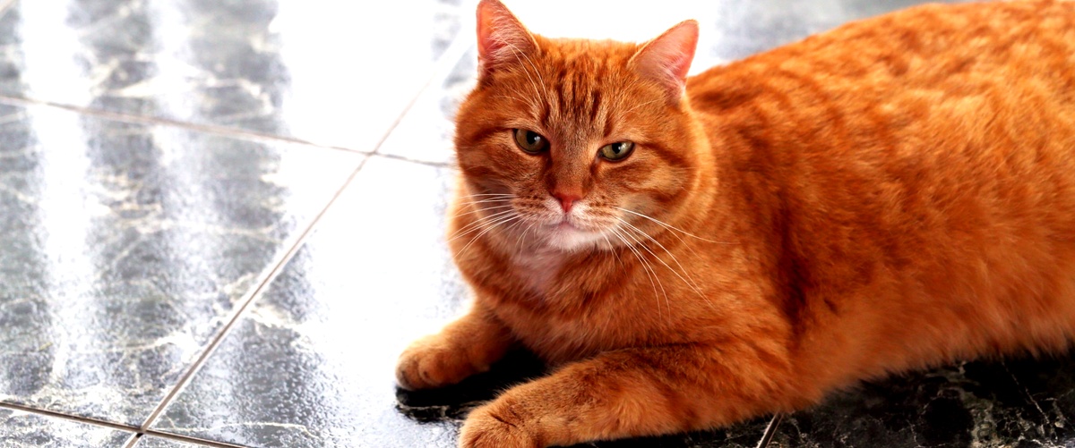 ¿Cómo saber si es sarna o dermatitis en gatos?